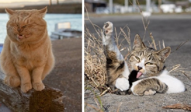 18 opere di un fotografo giapponese che fotografa gatti di strada in modo che il loro carisma si trasmetta anche attraverso lo schermo