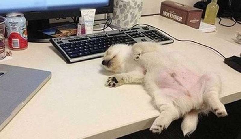 Alcuni piccolissimi cuccioli che sanno come rilassarsi