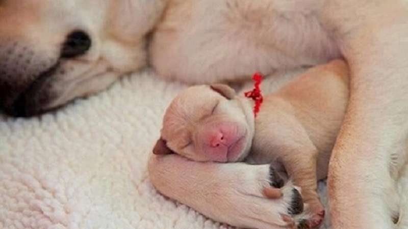 Cos'è una “famiglia” per un cane, come la percepisce