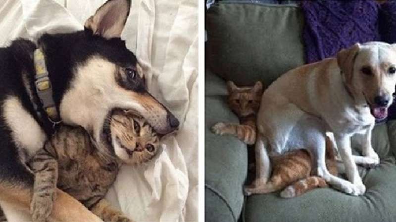 Alcune foto che dimostrano che c'è amicizia tra cani e gatti