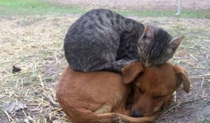 15 gatti a prova di foto possono dormire ovunque, ovunque