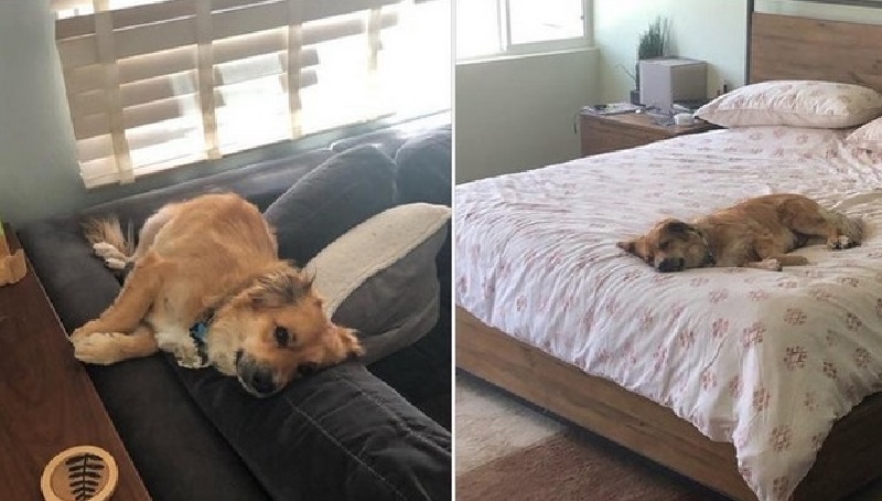 14 esempi di amore per gli animali domestici per le persone che i soldi non possono comprare