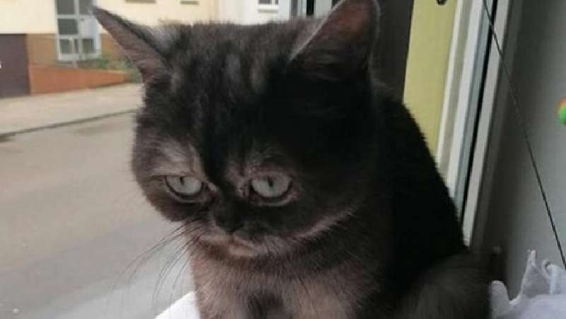 “Sad Cat” Bean ha finalmente incontrato il suo proprietario di gatto