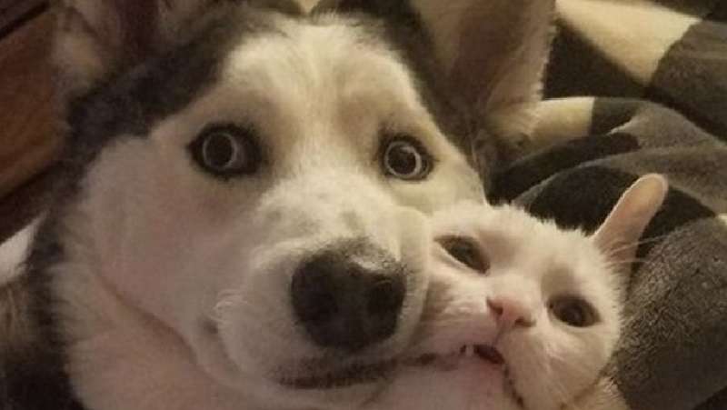 Stupide buffonate di animali domestici e casi curiosi con la loro partecipazione: quanto possono essere affascinantemente stupidi gli animali