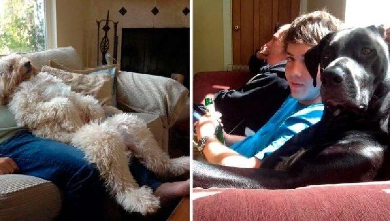 Cani che volevano essere come le persone, ed è divertente