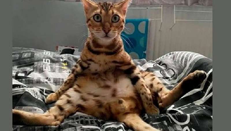 12 foto Gli animali cancellerebbero se potessero