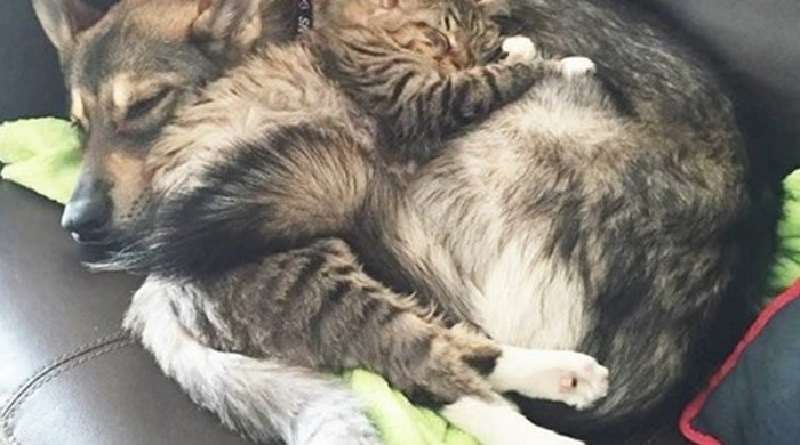 La padrona di casa ha incaricato il suo cane di scegliere un gattino dal rifugio