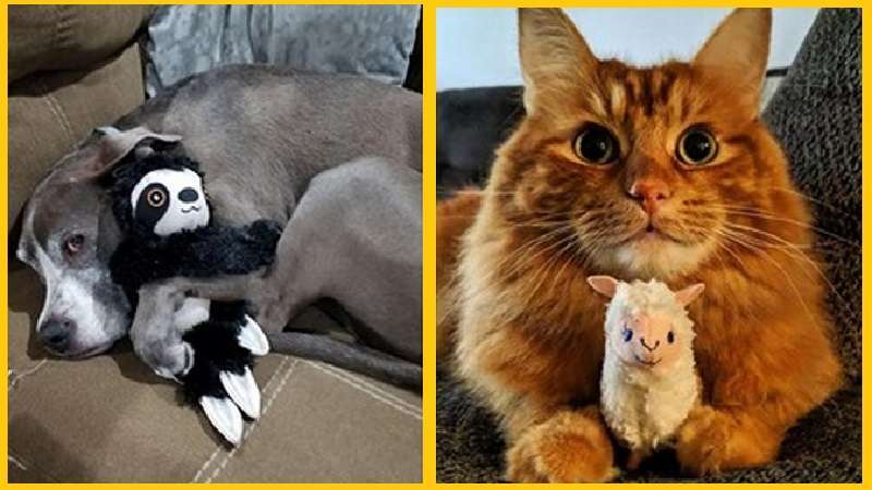 Dodici prove che i giocattoli sono importanti per gli animali