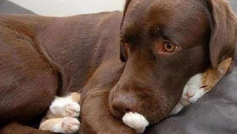 15 gatti che si sono appena addormentati in posti strani