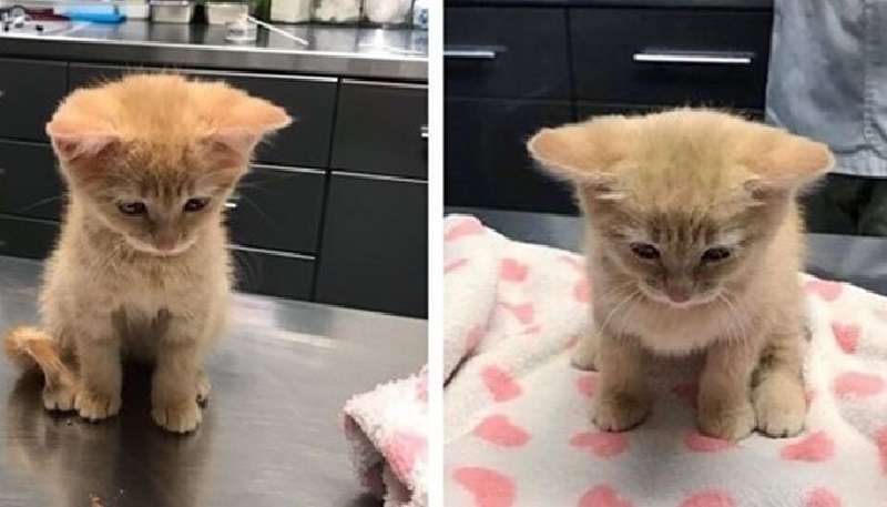 Il gattino vuole essere abbracciato tutto il tempo