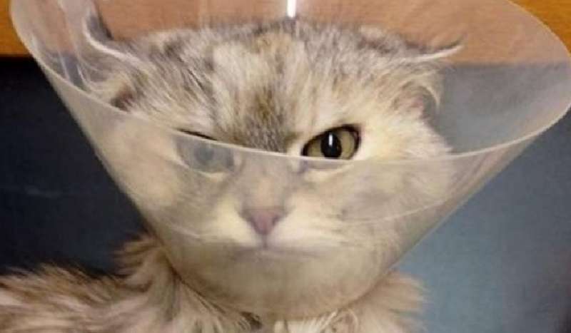 Esempi toccanti di come un cono veterinario stia cambiando la vita degli animali