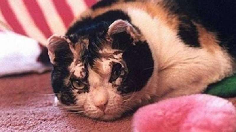 È corsa in una casa in fiamme 5 volte per salvare i suoi gattini ed eliminarli tutti
