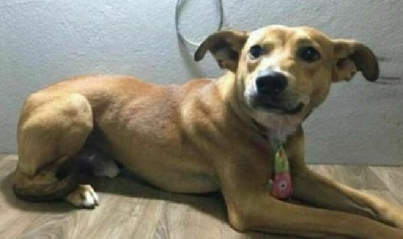 Un cane senzatetto ha preso in prestito un libro da un negozio senza chiedere ed è diventato una star