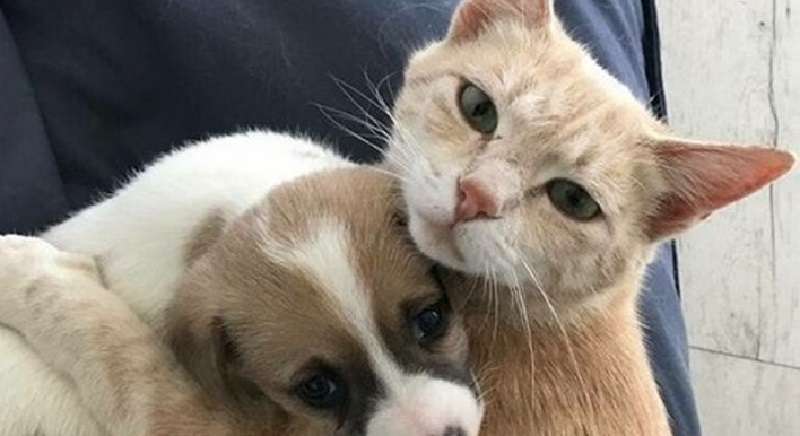 Animali salvati da un rifugio che si innamorarono dei loro padroni