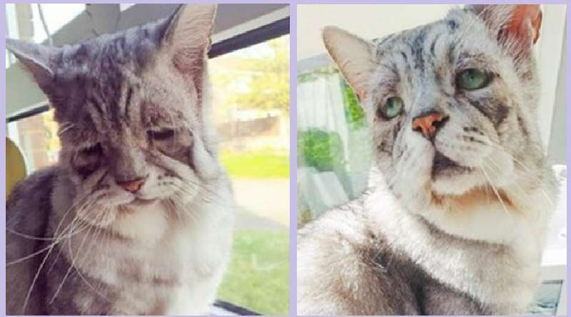 L'apparenza ingannevole del “gatto più triste”