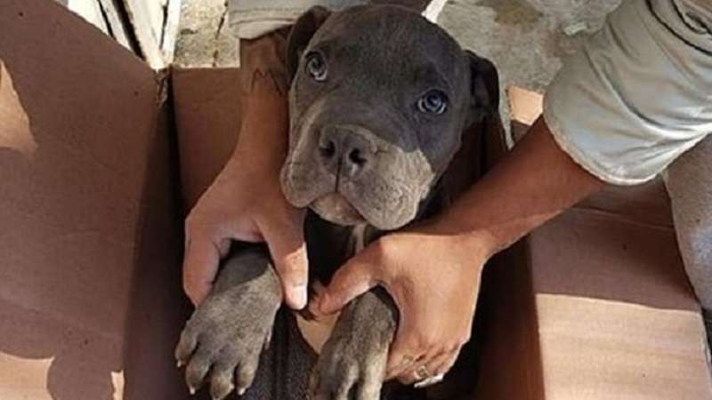 Hanno bussato al rifugio e il personale ha visto un piccolo cucciolo che era in una scatola con un biglietto