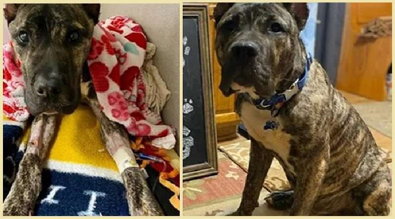 Il cane esausto ha guadagnato 20 kg in un mese e ha persino trovato degli amici