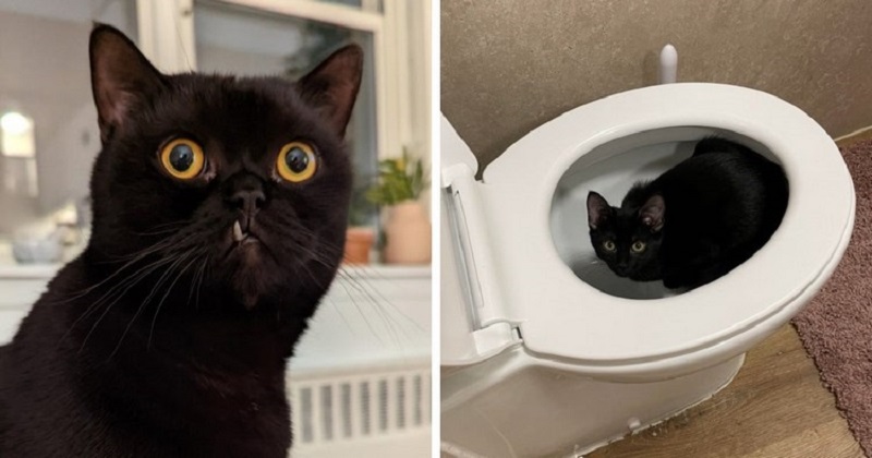 17 foto che dimostrano che i gatti neri non portano sfortuna a casa tua, portano solo dolcezza