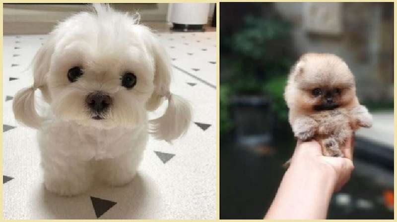 15 adorabili cuccioli la cui gentilezza, dolcezza e sincerità sono fuori scala