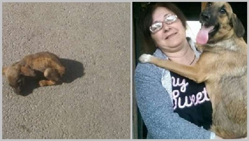 Le ragazze premurose hanno salvato un cucciolo che stava lottando disperatamente per la sua vita