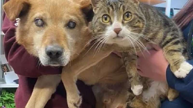 Un cane cieco non poteva fare a meno di un gatto guida e hanno lasciato il rifugio insieme
