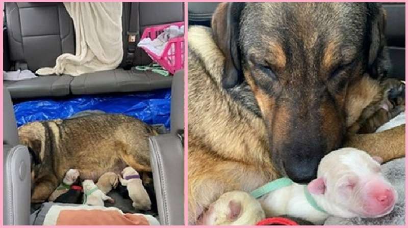 La famiglia del Texas trascorre 12 ore in macchina perché il cane abbia un bambino caldo