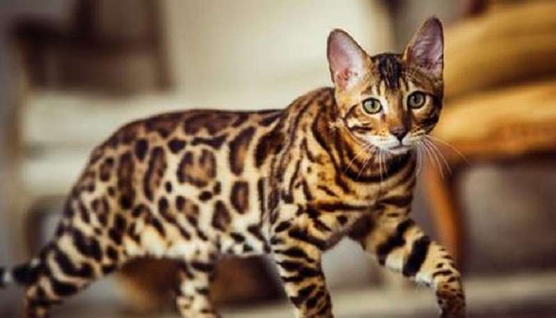 Il britannico ha comprato un gatto in Russia e ha guadagnato una multa