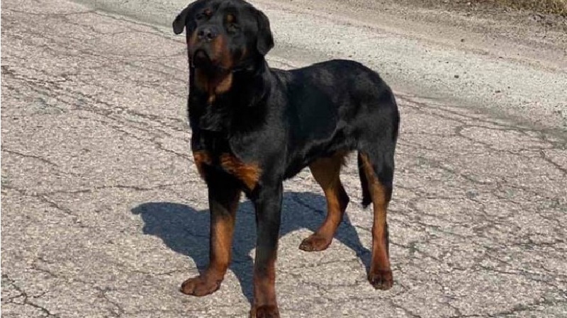 Sulla pista, il cane faceva la guardia allo straccio, con il quale è stato buttato fuori
