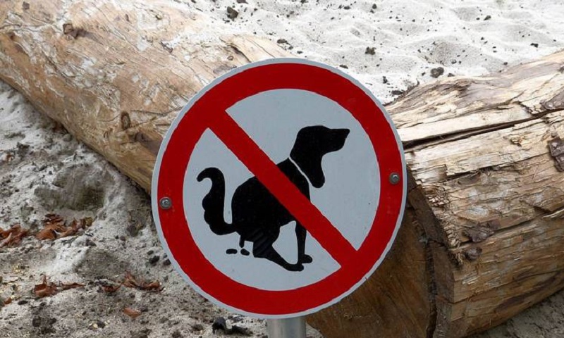 Non pulisci dopo le feci del tuo cane? Ora ti troverai dall'altra parte del paese.