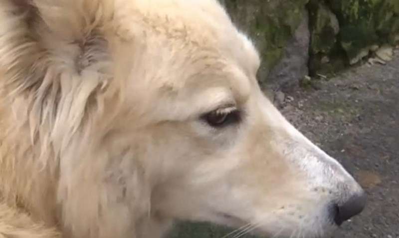 Un cane abbandonato lungo la strada al freddo aspettava il ritorno del padrone