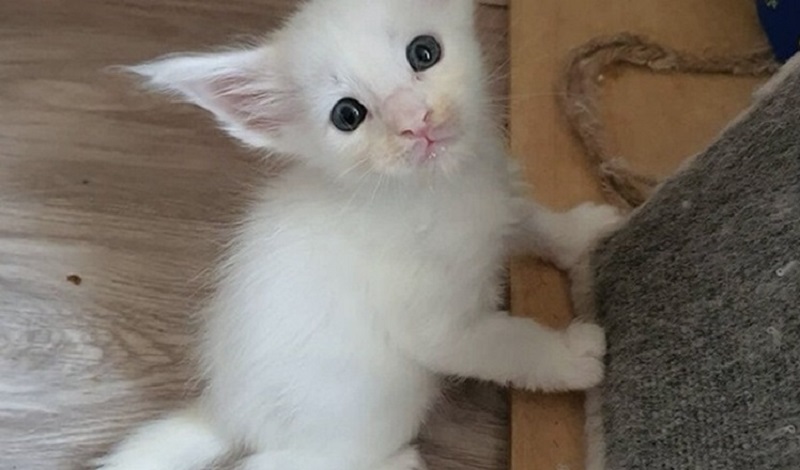 La ragazza ha comprato un gatto da cortile sul mercato e alla fine ha ottenuto un gatto completamente insolito