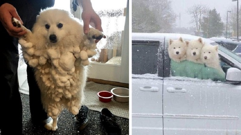 16 adorabili foto di cani che amano la neve come nessun altro