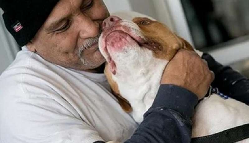 Il proprietario ha dato il cane al rifugio, che ha morso il vicino