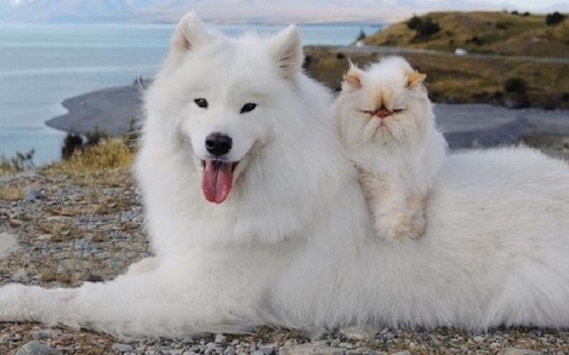 L'incredibile amicizia tra un gatto scontroso e un cane fortunato ha conquistato il cuore di Internet