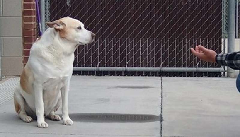Il cane da rifugio piange quando riconosce l'uomo in piedi di fronte a lui