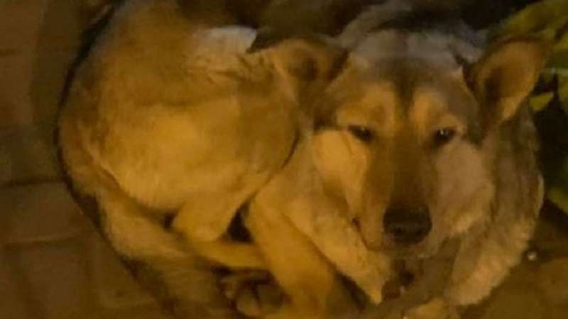 Il cane ha custodito per tutta la notte gli effetti personali del proprietario, che sono stati presi da un'ambulanza