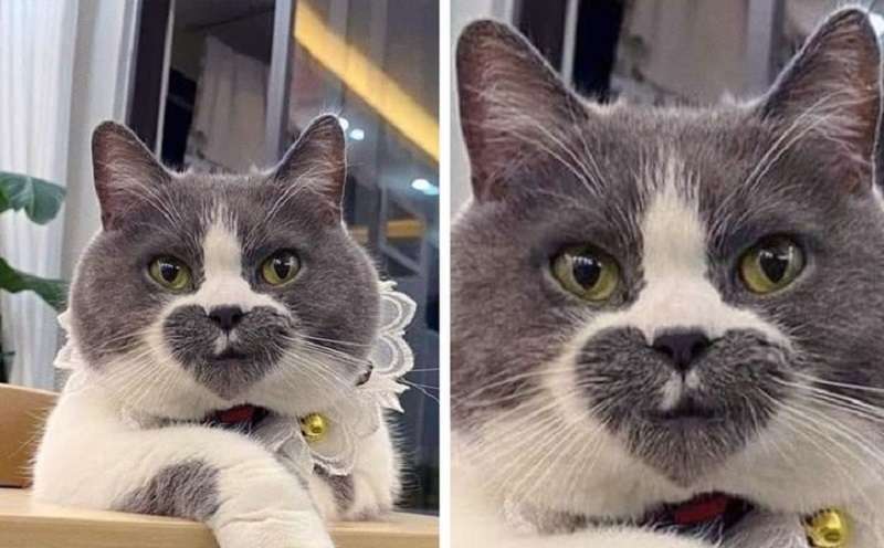 “Qualcosa è andato storto”: TOP 10 gatti con il colore più esotico