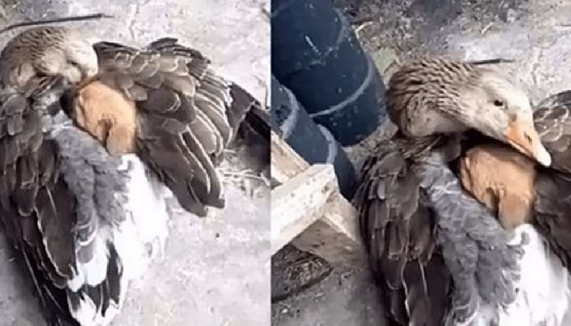 Un'oca copriva un cagnolino con le sue ali per tenerlo al caldo