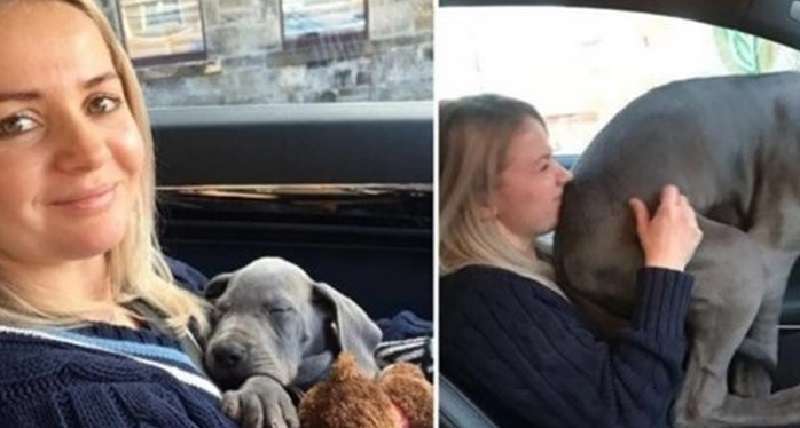 10 cani che sono cresciuti ma non se ne sono accorti