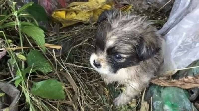 Il cagnolino vagava tra i rifiuti, in cerca di cibo, aveva freddo e molto umido.