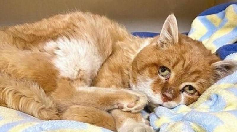 Il gatto dopo 8 anni è tornato a casa del vecchio proprietario, ma era andato da tempo in un altro mondo
