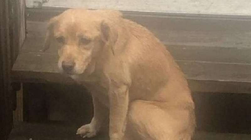 Il ragazzo non ha chiuso la porta di notte ed è diventato il proprietario di un cane amichevole