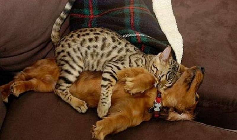 Il miglior cuscino per un gatto è un cane! – CACAO
