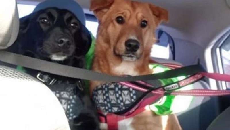 Per diversi mesi, un cane senzatetto ha aiutato un animale domestico a sopravvivere per strada