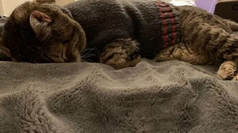 Il gatto anziano piange ogni volta che gli viene tolto il maglione