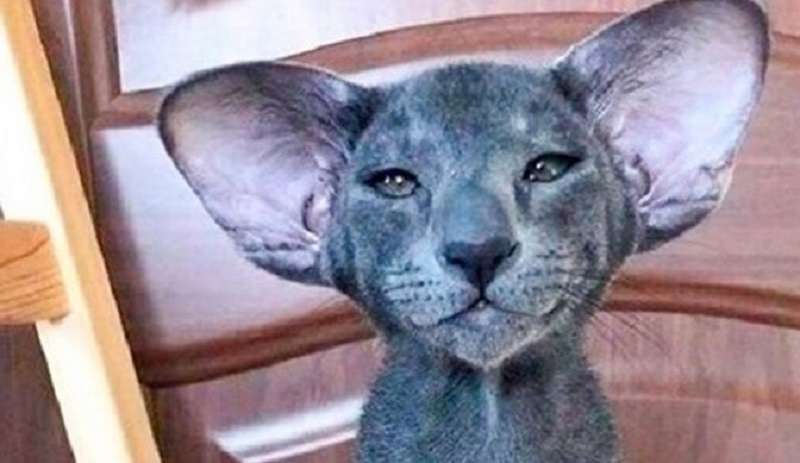 Hanno dato un gatto commovente, dal quale è cresciuto un animale divertente con le orecchie cadenti
