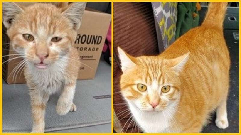 Come sono cambiati i gatti senzatetto, che hanno trovato la loro casa