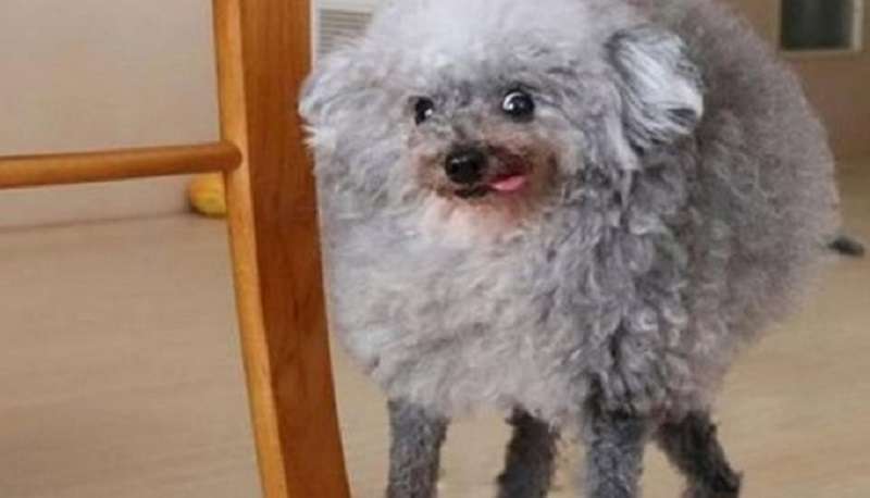 Il proprietario taglia il barboncino e prende le pecore invece del cane