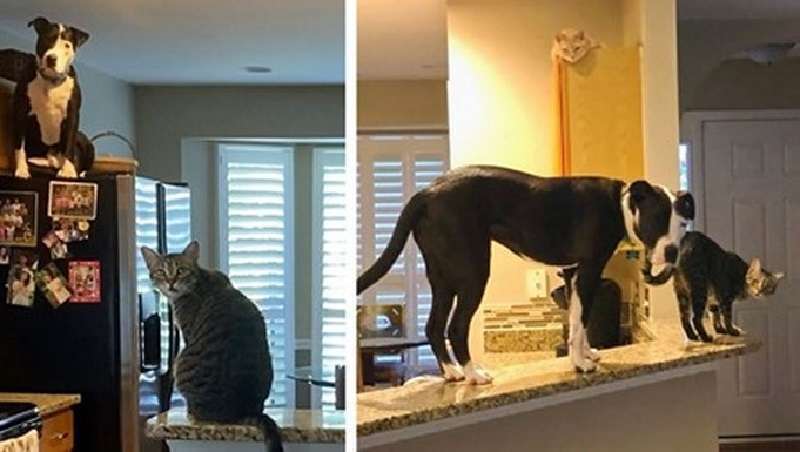 Un pitbull adottato preso da un rifugio è caduto sotto l'influenza dei gatti del proprietario, che sono riusciti ad allevarlo a modo loro!