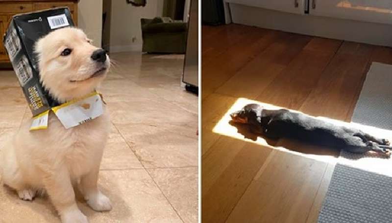 15 cani divertenti che vengono mostrati per tirarti su il morale
